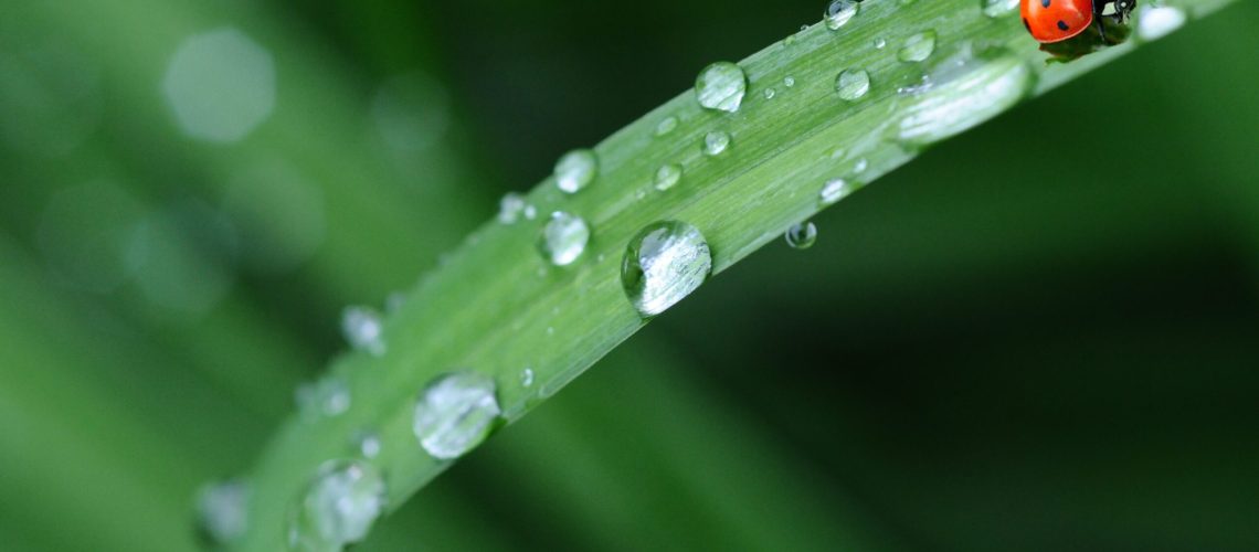 animal-leaf-morning-spring-40731